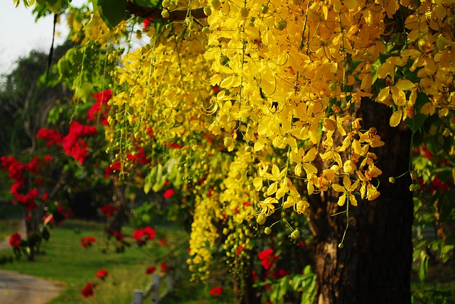 grow and care for a cassia tree